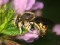 Anthidium punctatum