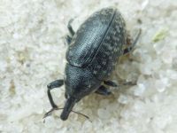 Larinus turbinatus