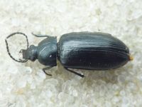 Alleculinae
