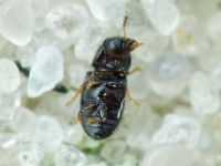 Sulcacis nitidus