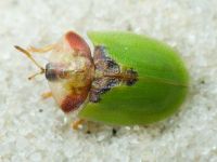 Cassida (Cassida) panzeri