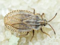 Tingis (Tropidocheila) reticulata