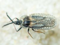 Dictyonota strichnocera
