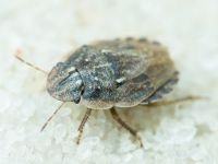 Menaccarus (Oploscelis) arenicola