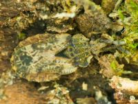 Aradus depressus