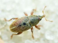 Curculionidae