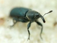 Mecinus janthinus