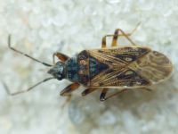 Pachybrachius fracticollis