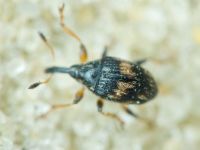 Curculionidae