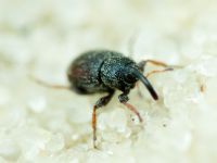 Mecinus plantaginis