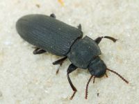 Tenebrio