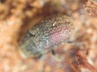 Scolytinae