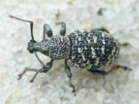 Curculionidae