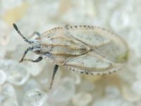 Tingis (Tingis) grisea