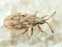 Tingis (Tropidocheila) maculata