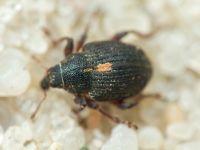 Rhinoncus leucostigma