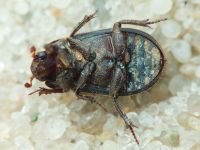 Trox cadaverinus