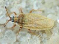 Tingis (Tingis) auriculata