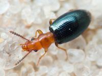 Vincenzellus ruficollis