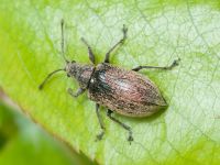 Entiminae