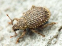 Curculionidae