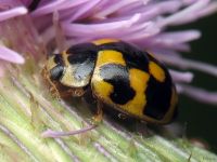 Propylea quatuordecimpunctata