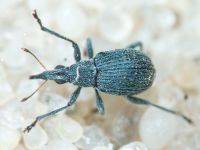 Apionidae