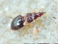 Anthocoris nemoralis