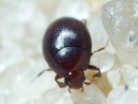 Abraeus perpusillus