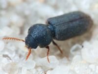 Coleoptera