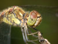 Sympetrum striolatum