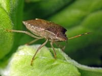 Peribalus strictus vernalis