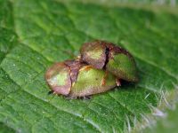 Cassida (Cassida) vibex