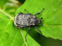 Valgus hemipterus