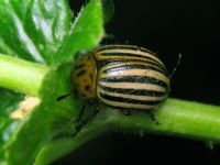 Leptinotarsa decemlineata