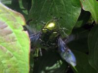 Cetonia aurata