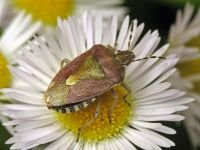 Dolycoris baccarum