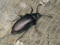 Prionus coriarius