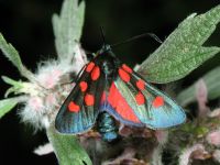 Zygaena lonicerae