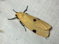 Lithosia quadra