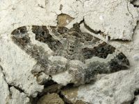Epirrhoe alternata
