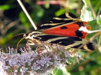 Euplagia quadripunctaria