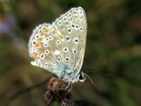 Polyommatus bellargus