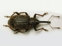 Notaris scirpi