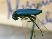 Alosimus chalybaeus
