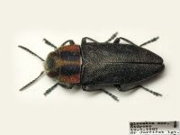Anthaxia manca