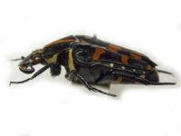 Ixorida elegans