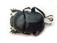 Gymnopleurus mopsus