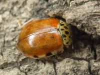 Harmonia quadripunctata