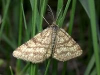 Ematurga atomaria
